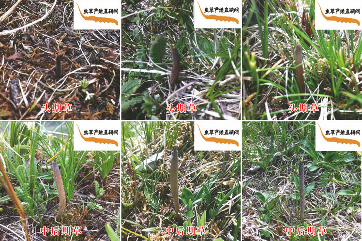 頭期冬蟲夏草,頭期蟲草,頭期冬蟲夏草圖片,頭期蟲草圖片