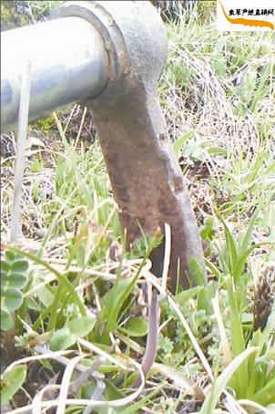 冬蟲夏草是怎樣采挖出來的?藏民發(fā)現(xiàn)一根冬蟲夏草,準(zhǔn)備把冬蟲夏草采挖出來