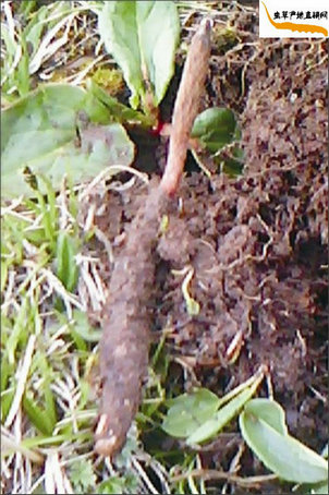 剛采挖出來的冬蟲夏草,蟲身還包著泥土,這時(shí)的冬蟲夏草也叫新鮮冬蟲夏草