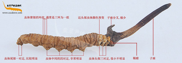 真冬蟲(chóng)夏草的外觀,真蟲(chóng)草的樣子,真蟲(chóng)草圖片,真冬蟲(chóng)夏草圖片展示