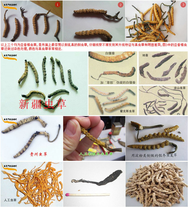 亞香棒蟲(chóng)草圖片,假冬蟲(chóng)夏草的外觀樣子,假蟲(chóng)草的樣子,多種假冬蟲(chóng)夏草的圖片展示